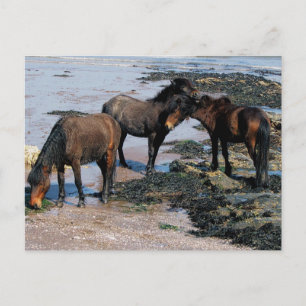 Zuid-Devon drie dartmoor-ponies die op strand spel Briefkaart