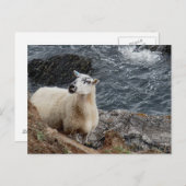 Zuid-Devon kustschaap op Rocks look Briefkaart (Voorkant / Achterkant)