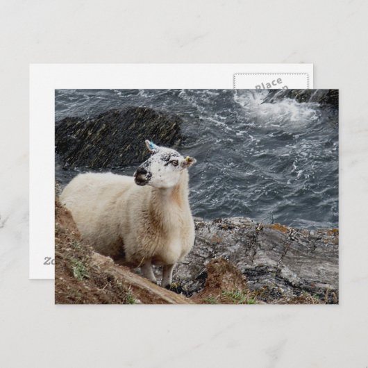 Zuid-Devon kustschaap op Rocks look Briefkaart (Voorkant / Achterkant)