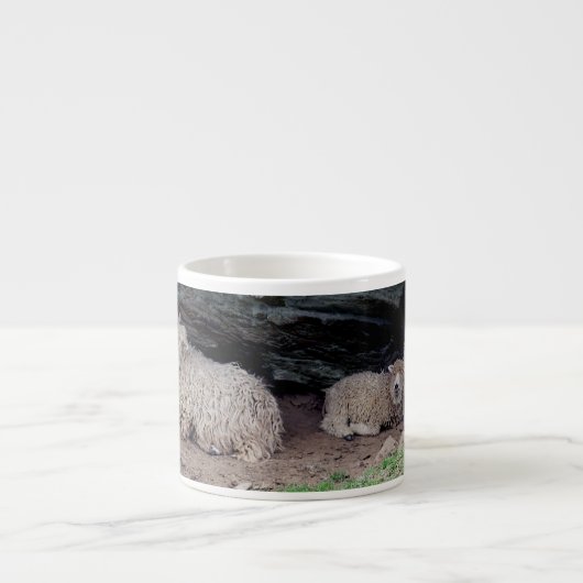 Zuid-Devon Long Wool Sheep Family Sheltering Espresso Kop (Voorkant)