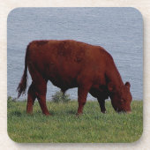 Zuid-Devon Ruby Cow grazeing op kustlijn Drankjes Onderzetter (Voorkant)