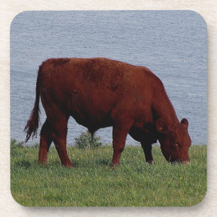 Zuid-Devon Ruby Cow grazeing op kustlijn Drankjes Onderzetter