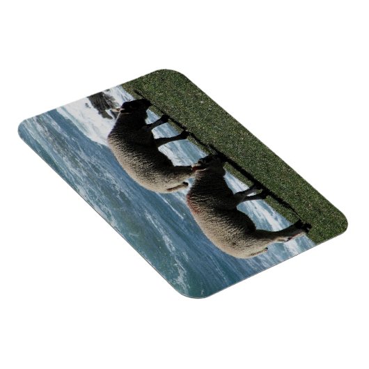 Zuid-Devon Twee lammeren grazen op wilde kustlijn Magneet (Rechterzijde)