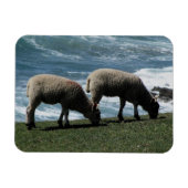 Zuid-Devon Twee lammeren grazen op wilde kustlijn Magneet (Horizontaal)