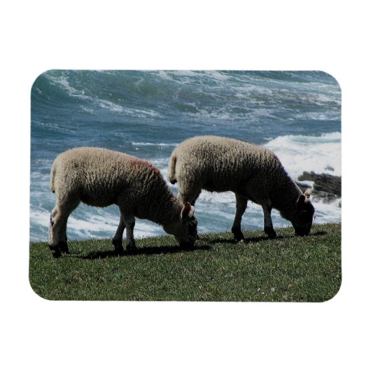 Zuid-Devon Twee lammeren grazen op wilde kustlijn Magneet (Horizontaal)