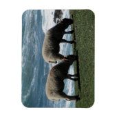 Zuid-Devon Twee lammeren grazen op wilde kustlijn Magneet (Verticaal)