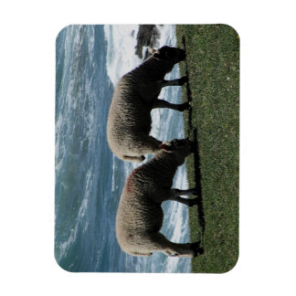 Zuid-Devon Twee lammeren grazen op wilde kustlijn Magneet