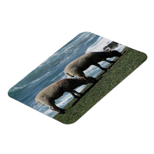 Zuid-Devon Twee lammeren grazen op wilde kustlijn Magneet (Linkerzijde)