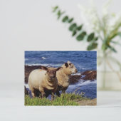 Zuid-Devon twee lammeren op kust pad Cliff Edge Briefkaart (Staand voorkant)