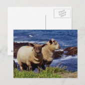 Zuid-Devon twee lammeren op kust pad Cliff Edge Briefkaart (Voorkant / Achterkant)