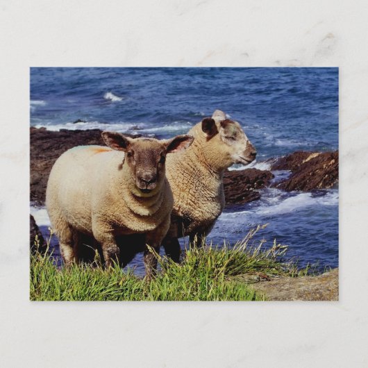 Zuid-Devon twee lammeren op kust pad Cliff Edge Briefkaart (Voorkant)