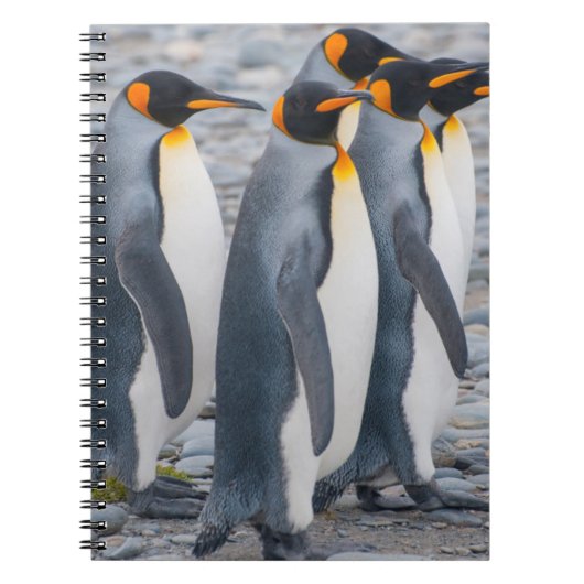 Zuid-Georgia. Koningspinguïns Notitieboek (Voorkant)
