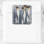 Zuid-Georgia. Koningspinguïns Vierkante Sticker (Tas)