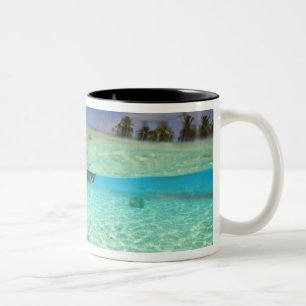 Zuid Huvadhoo-atol, Zuidelijke Malediven, Indische Tweekleurige Koffiemok