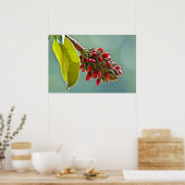 Zuid-Magnolia Red Seeds in Pod II Poster (Keuken)