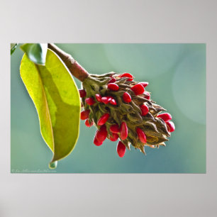 Zuid-Magnolia Red Seeds in Pod II Poster