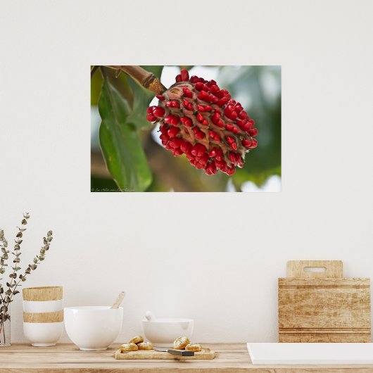 Zuid-Magnolia Red Seeds in Pod Poster (Keuken)