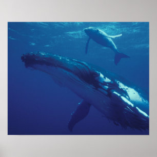 Zuid-Pacific, Tonga. Bultrugwalvis en kalf Poster