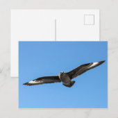 Zuid-Polar skua in vlucht Briefkaart (Voorkant / Achterkant)