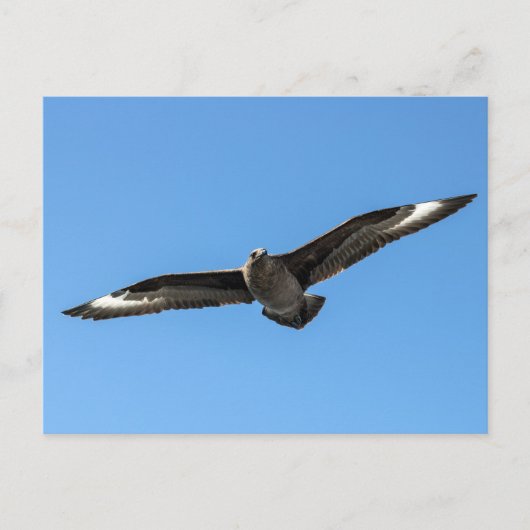 Zuid-Polar skua in vlucht Briefkaart (Voorkant)