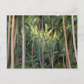 Zuid-Stille Oceaan, Frans-Polynesië, Bora Bora. Briefkaart (Voorkant)