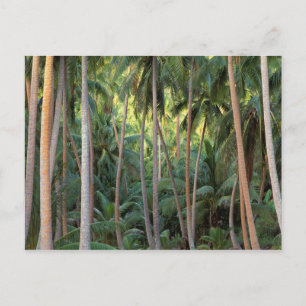 Zuid-Stille Oceaan, Frans-Polynesië, Bora Bora. Briefkaart