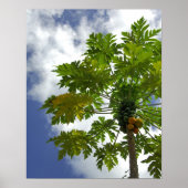 Zuid-Stille Oceaan, Frans-Polynesië, Moorea. 2 Poster (Voorkant)