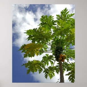 Zuid-Stille Oceaan, Frans-Polynesië, Moorea. 2 Poster