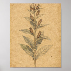 Zuidekruid met Peulen Botanische Kunst Poster