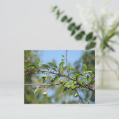 Zuidelijke Crabapple Fruit Briefkaart (Staand voorkant)