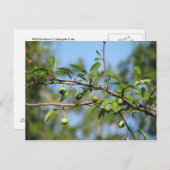 Zuidelijke Crabapple Fruit Briefkaart (Voorkant / Achterkant)