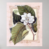 Zuidelijke Elegance  Botanische Magnolia Poster (Voorkant)