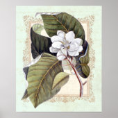 Zuidelijke Elegance  Botanische Magnolia Poster (Voorkant)