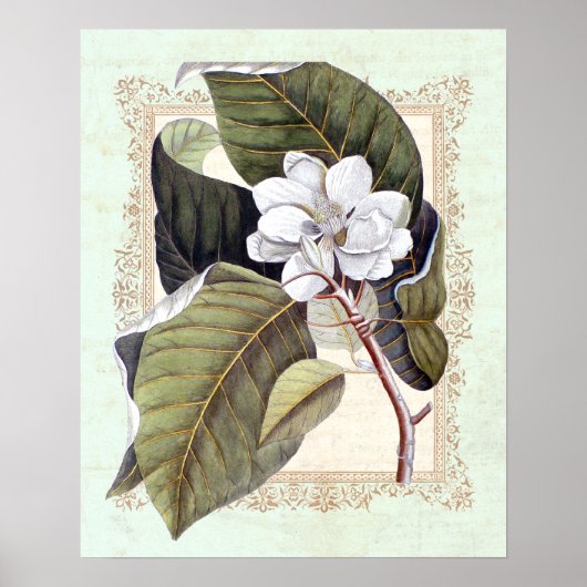 Zuidelijke Elegance Botanische Magnolia Poster (Voorkant)