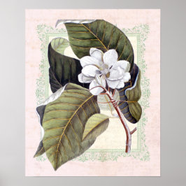 Zuidelijke Elegance  Botanische Magnolia Poster