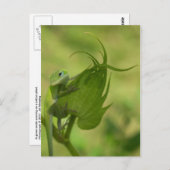 Zuidelijke Groenen Briefkaart (Voorkant / Achterkant)