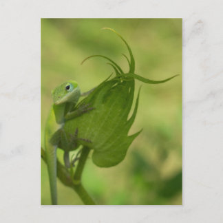 Zuidelijke Groenen Briefkaart