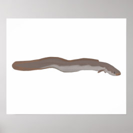 zuidelijke kortvinaal poster