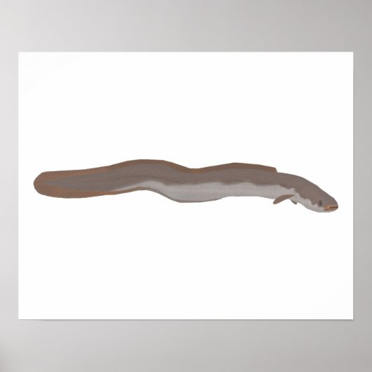 zuidelijke kortvinaal poster (Voorkant)