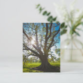Zuidelijke levende eikenboom briefkaart (Staand voorkant)