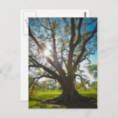 Zuidelijke levende eikenboom briefkaart (Voorkant / Achterkant)