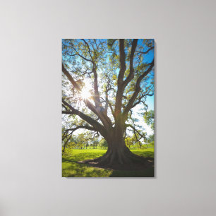 Zuidelijke levende eikenboom canvas afdruk