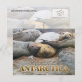 Zuidelijke olifantenzegels, Antarctisch schiereila Briefkaart (Voorkant / Achterkant)