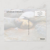 Zuidelijke olifantenzegels, Antarctisch schiereila Briefkaart (Achterkant)