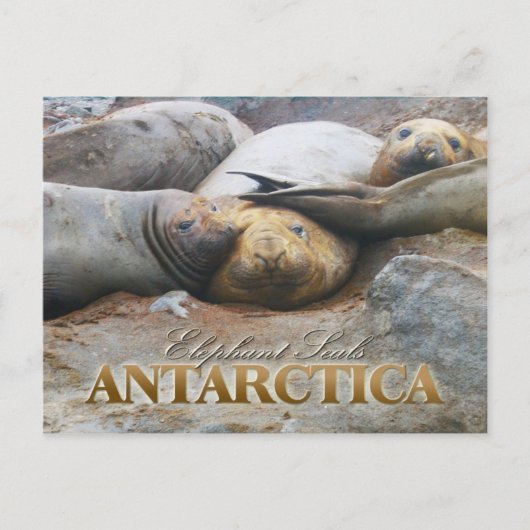 Zuidelijke olifantenzegels, Antarctisch schiereila Briefkaart (Voorkant)