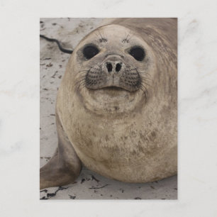 Zuidelijke Olifantzeehond Mirounga leonina) Briefkaart