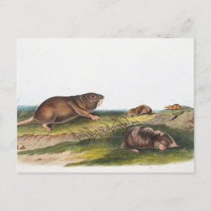 Zuidelijke Pouched Rat, Shrew Mole Illustratie Briefkaart