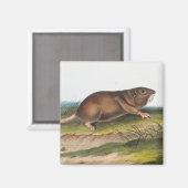 Zuidelijke Pouched Rat, Shrew Mole Illustratie Magneet (Voorkant / Achterkant)