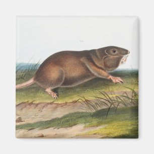 Zuidelijke Pouched Rat, Shrew Mole Illustratie Magneet