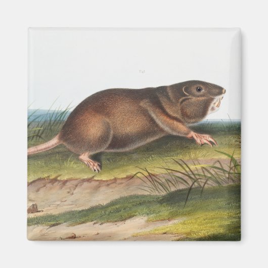 Zuidelijke Pouched Rat, Shrew Mole Illustratie Magneet (Voorkant)